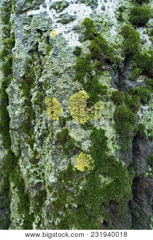 Yellow Circles Of Xanthoria Parietina Lichen On Bark Of White Poplar