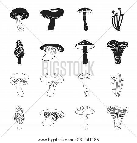 Morel, Oyster, Green Amanita, Actarius Indigo.mushroom Set Collection Icons In Black, Outline Style 