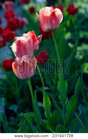 Bright Early Spring First Tulips Of Red-orange Color With Large Buds In The Garden