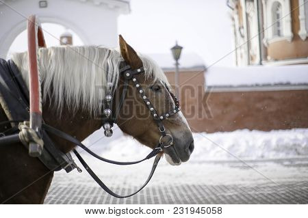 A Horse With A White Mane And A Long Bang On A Profile Photo, A Horse Harnessed To A Wagon And Decor
