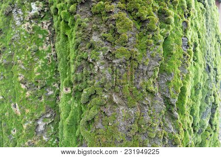 Bark Of Silver Poplar Covered With Green Moss