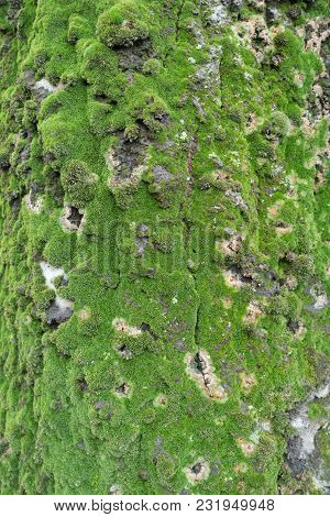 Bright Green Moss On Bark Of Silver Poplar