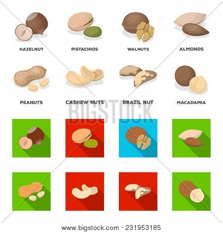 Peanuts, Cashews, Brazil Nuts, Macadamia.different Kinds Of Nuts Set Collection Icons In Cartoon, Fl