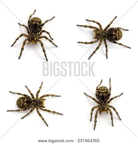 Set Of Lycosa Singoriensis, Black Terrible Hair Tarantulas Isolated On White Background