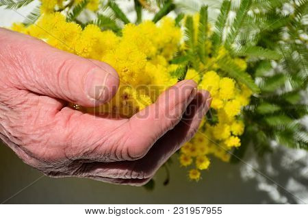 Woman Hand Hold Yellow Mimosa Flower On White Paper Background