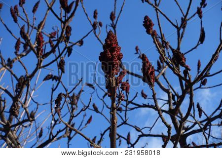 Conic Red Fruits Of  Rhus Typhina Against Blue Sky