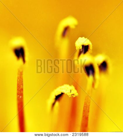 Žlutý květ Pistils04