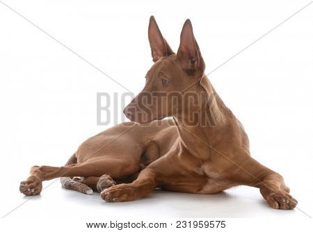 male pharoah hound on white background