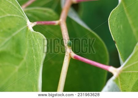 A Tiny Tree Hopper Standing On A Branch.