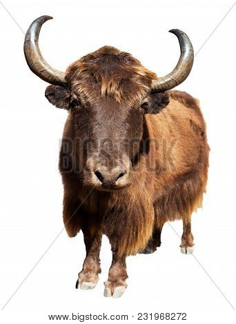 Brown Yak In Latin Bos Mutus Isolated On White Background, Yak Is Farm Animal In Nepal And Tibet