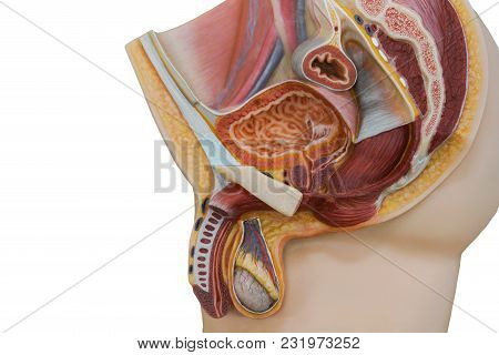 Anatomy Of Penis And Male Urinary System For The Physiology Education