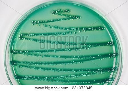 Colony Of Bacteria In Culture Medium Plate, Microbiology.