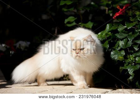 grouchy looking pure bred himalayan cat.