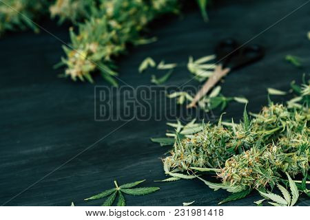Freshly Harvested Medical Marijuana Grown At Home. Close Up Of A Cannabis Leaves After Being Trimmed