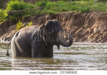 Elephant Bathing On The River At The Forest, Kanchanaburi Province, Thailand, Animal And Nature Trav