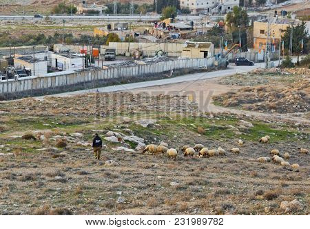 JERUSALEM, ISRAEL - DECEMBER 28, 2016: Arab guy grazes a herd of sheep near to Herodium (Herodion) Fortress of Herod the Great, Judaean Desert, Israel