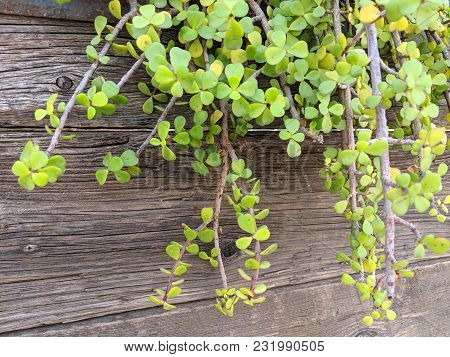 Succulent African Plant Of Portulacaria Afra Or Spekboom Elephant Bush Hanging From Weathered Wooden