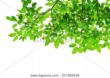 Green Tree Leaves And Branches Isolated On White Background