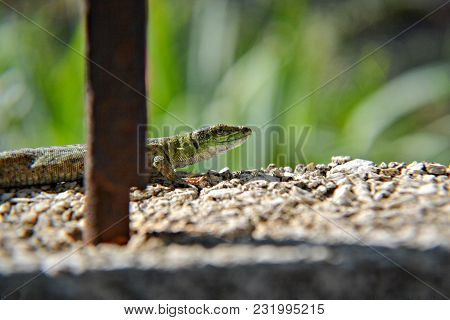 The Green Lizard With Long Tail Enjoys The Sun. Creepy In The Wild Nature. Wild Life Next To Man