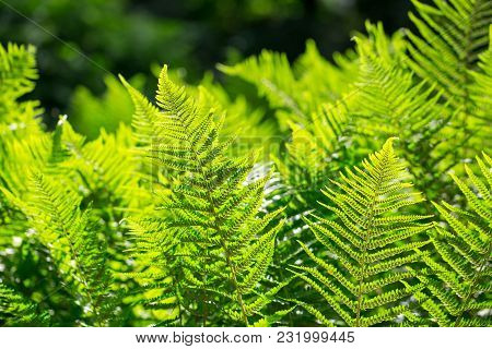 Beautyful Ferns Leaves, Natural Floral Fern Background In Sunlight.