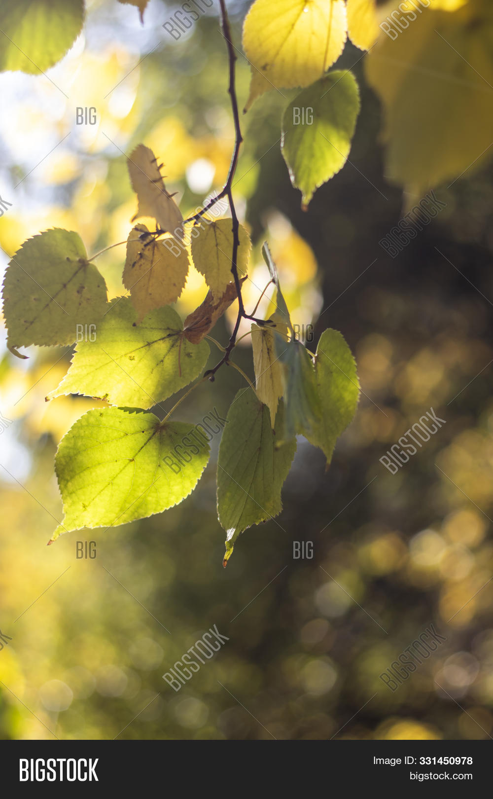 Autumn Background Image Photo Free Trial Bigstock