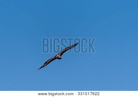 A White-headed Vulture -trigonoceps Occipitalis- Circling Over Etosha National Park, Namibia.