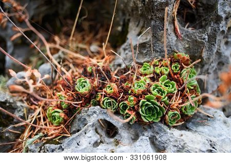 Red Sempervivum Houseleek Succulent Plants In The Wild Outdoors In Mountains In Turkey Growing On A 