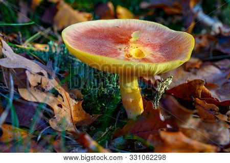 Forest Mushrooms Growing In Kempen Forest, North Brabant, Netherlands