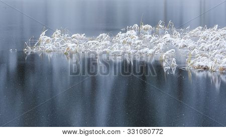 Frozen Swamp With Grass Covered With Snow After First Snowfall
