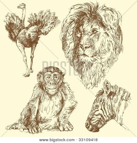 animali selvatici