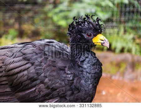 Bare Faced Curassow Exotic Tropical Rare Bird Wildlife Animal In Nature.