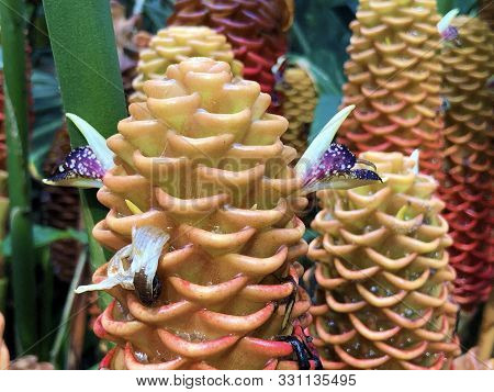 Beehive Ginger (zingiber Spectabile), Ginger Wort, Malaysian Ginger Or Bienenstock-ingwer