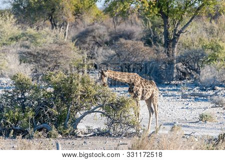 An Angolan Giraffe - Giraffa Giraffa Angolensis- Eating From Trees In Etosha National Park, Namibia.