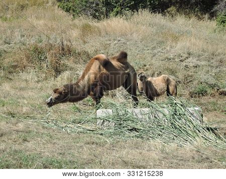 Brown Female Trampler With White Cubs. Two-bumped Camels