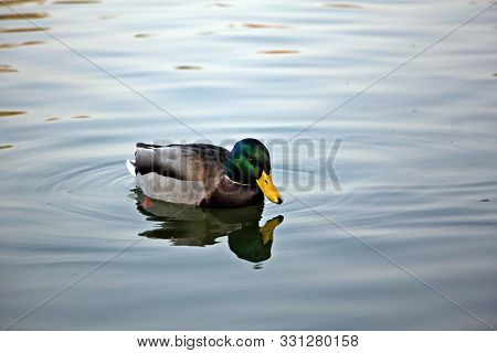 Wild Duck Swimming In The Lake - Wildlife