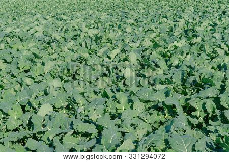 Agricultural Field Made Of Large Green Leaves. Texture.