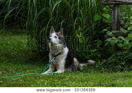 Pictured In Front Of A Wooden Fency With Tall Grasses And Green Lawn