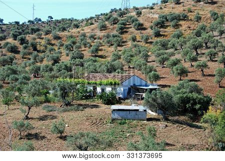 Small Farmhouse Surrounded By Olive Groves, Alora, Malaga Province, Andalucia, Spain, Western Europe