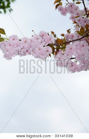 peach blossom in Vertical composition