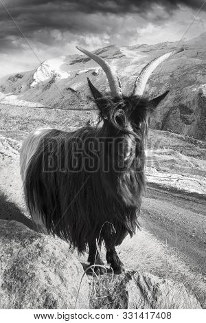 Animals Under The Matterhorn