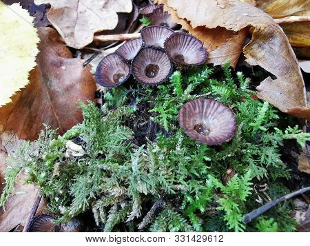 Strange Mushrooms, Toadstools, Growths. Photo Autumn Forest