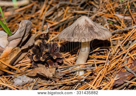 Mushroom Tricholoma Virgatum And Pine Cone In The Coniferous Forest. Mushroom Close-up. Soft Selecti