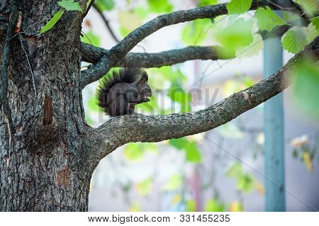 Cute Brown Squirrel Sitting And Eating Nut On The Tree Bbranch.