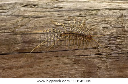 millipedes