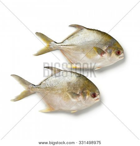 Pair of fresh raw golden pomfret fishes or Rays bream fish isolated on white background