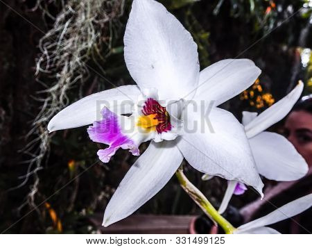 Purple And White Exotic Orchid Cattleya Flower