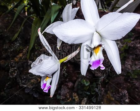 Purple And White Exotic Orchid Cattleya Flower