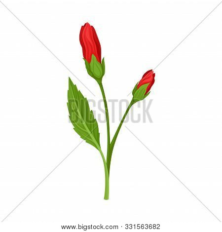 Red Unbudded Hibiscus Flower. Tropical Flower Stem Vector Illustration