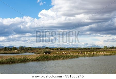 View Of Delte Of Llobregat, Sheep Grazing Beside The Pond. Barcelona.catalonia. Spain