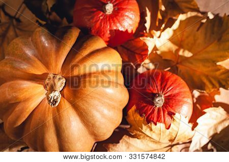 Autumn Composition Of Pumpkins And Yellow Leaves. Stock Photo Of Pumpkins On Dry Leaves.